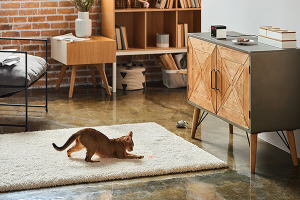 Petcube+Play能发出对动物无害的低强度雷射光，陪伴猫咪玩耍。